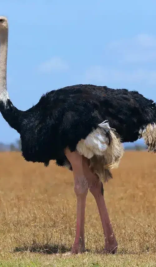 5 Fascinating Facts About the Ostrich