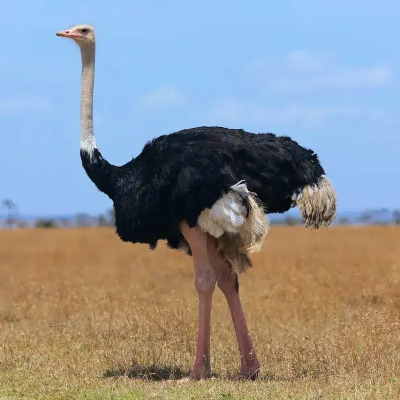 5 Fascinating Facts About the Ostrich