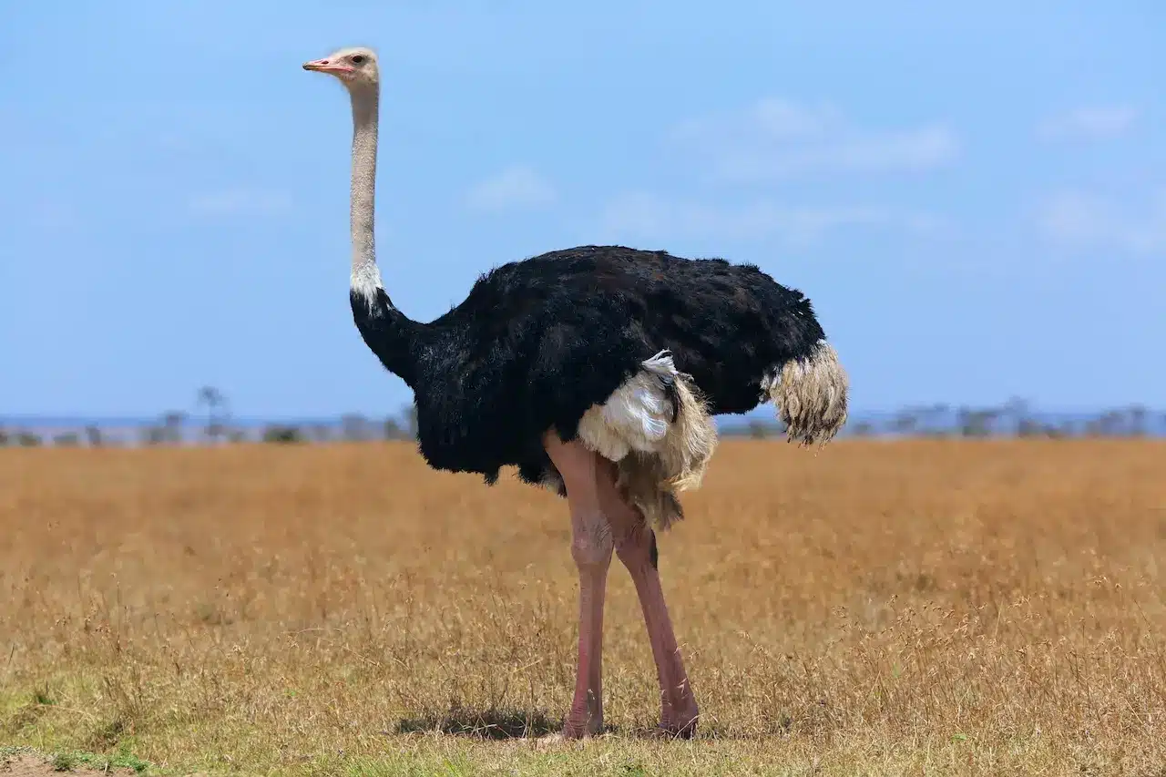 5 Fascinating Facts About the Ostrich