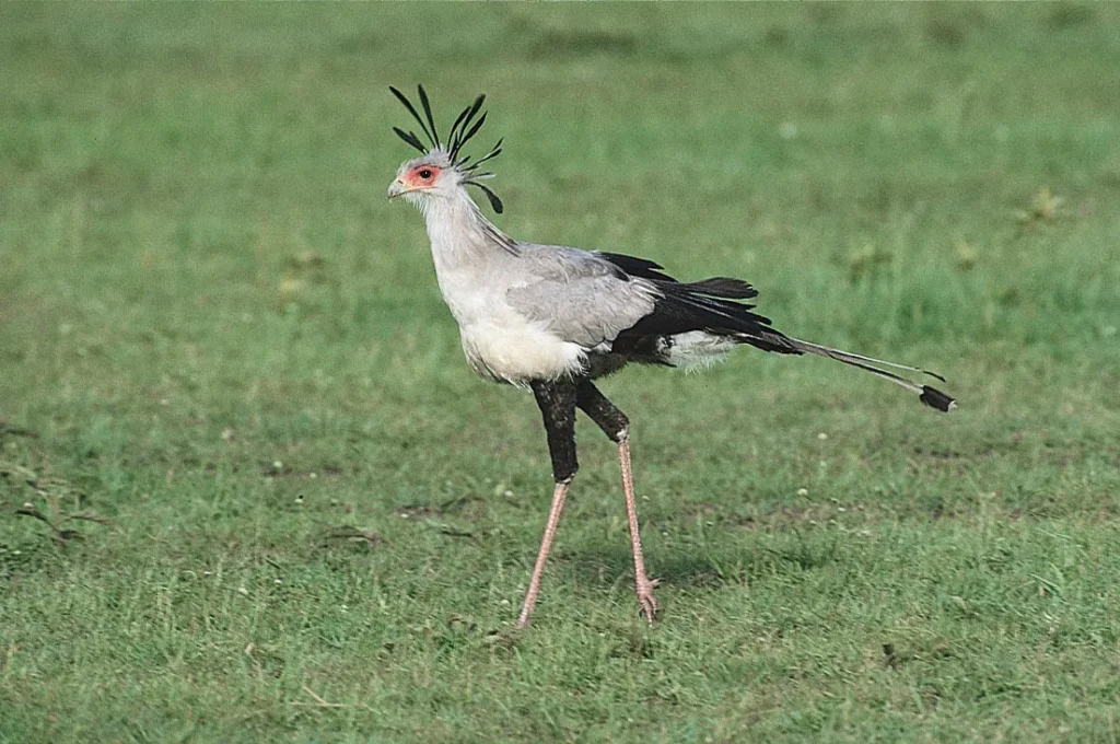 5 Fascinating Facts About the Secretary Bird (Sagitarius Serpentarius)