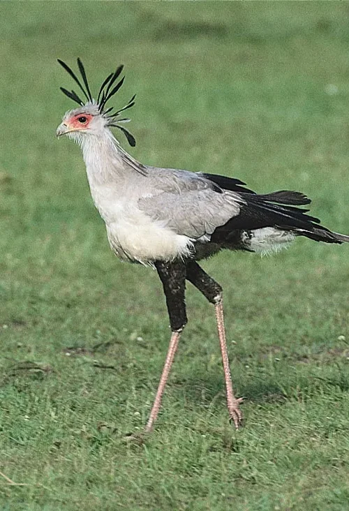 5 Fascinating Facts About the Secretary Bird (Sagitarius Serpentarius)