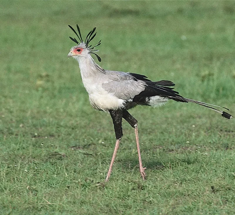 5 Fascinating Facts About the Secretary Bird (Sagitarius Serpentarius)