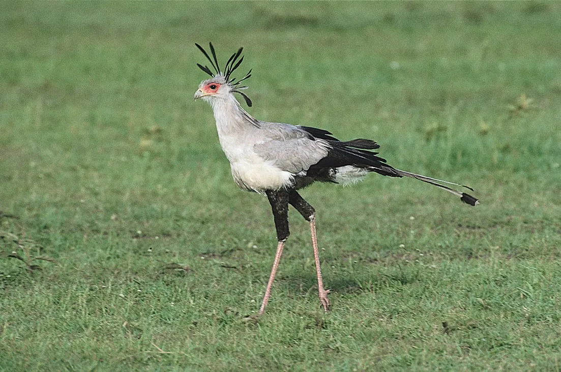 5 Fascinating Facts About the Secretary Bird (Sagitarius Serpentarius)