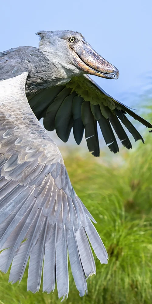 5 Fascinating Facts About the Shoebill