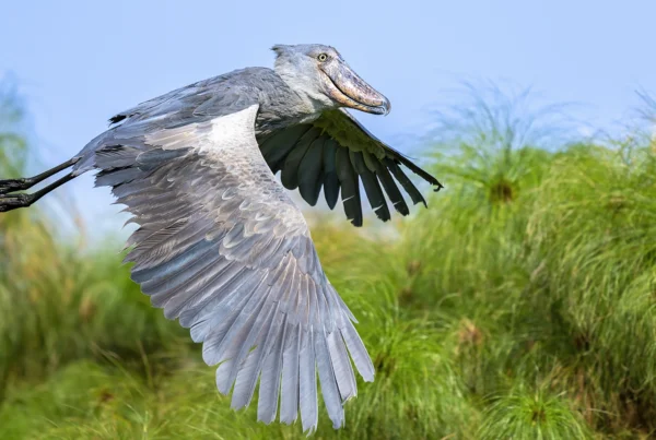 5 Fascinating Facts About the Shoebill