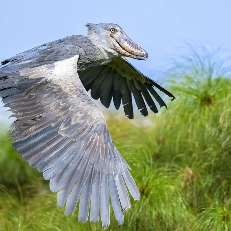 5 Fascinating Facts About the Shoebill