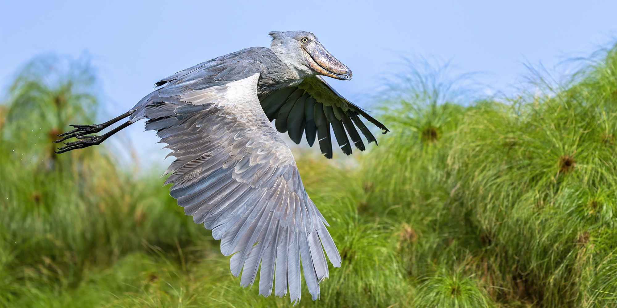 5 Fascinating Facts About the Shoebill