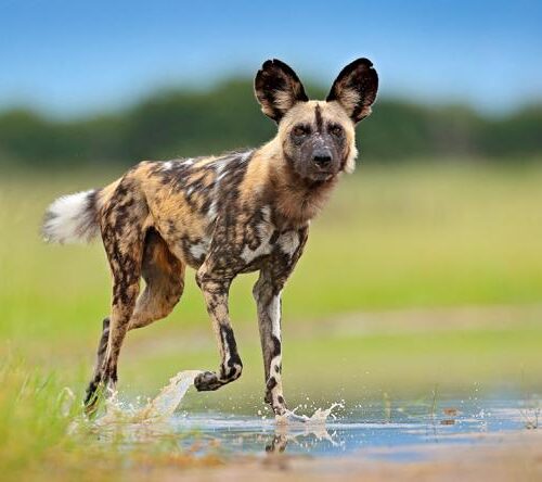 5 Interesting Facts About the African Wild Dog (Lycaon Pictus)