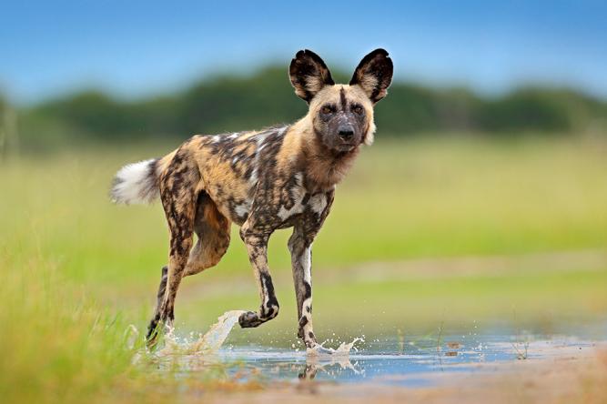 5 Interesting Facts About the African Wild Dog (Lycaon Pictus)