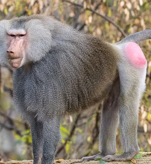 5 Interesting Facts About the Baboon (Papio Papio)