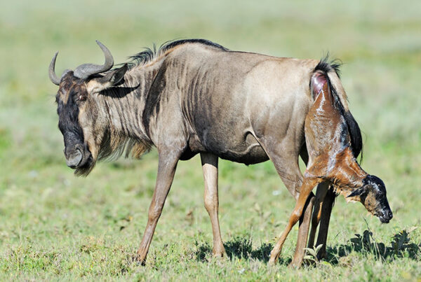 8-Day Serengeti Wildebeest Migration Safari Calving Tour