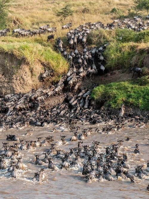 A Wildebeest River Crossing in the Serengeti