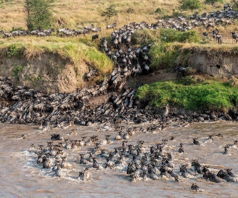 A Wildebeest River Crossing in the Serengeti