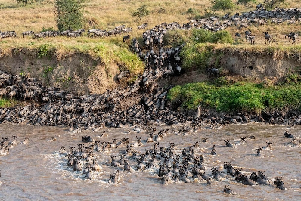 A Wildebeest River Crossing in the Serengeti