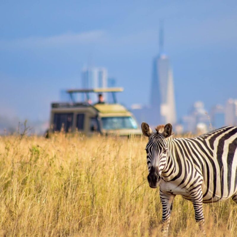 Best Safari Parks and Game Reserves Near Nairobi