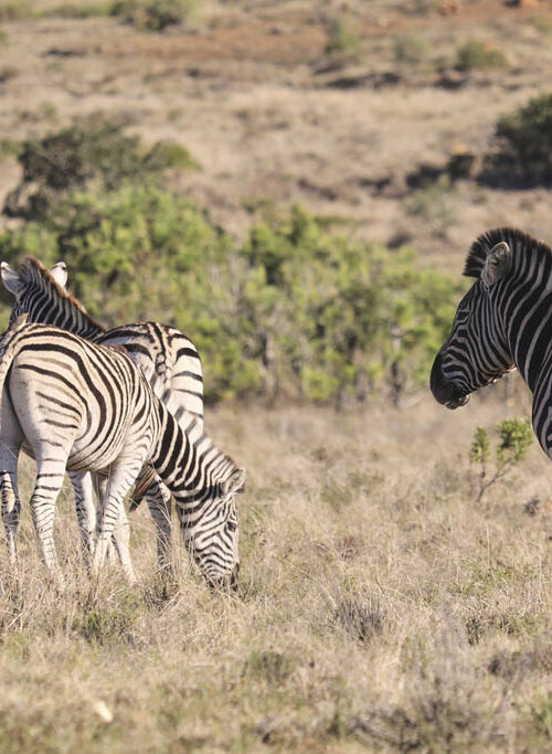 Best Safari Parks and Game Reserves Near Port Elizabeth