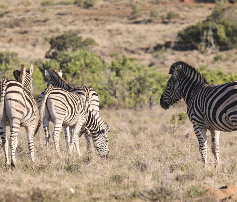 Best Safari Parks and Game Reserves Near Port Elizabeth