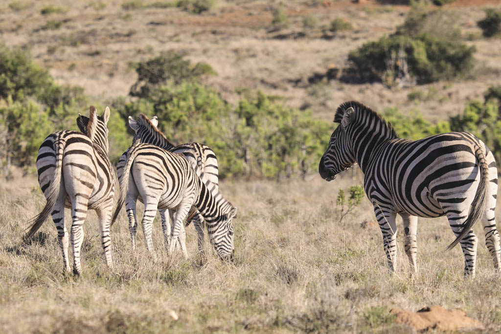 Best Safari Parks and Game Reserves Near Port Elizabeth