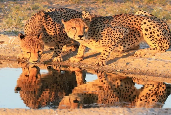 Central Kalahari Game Reserve