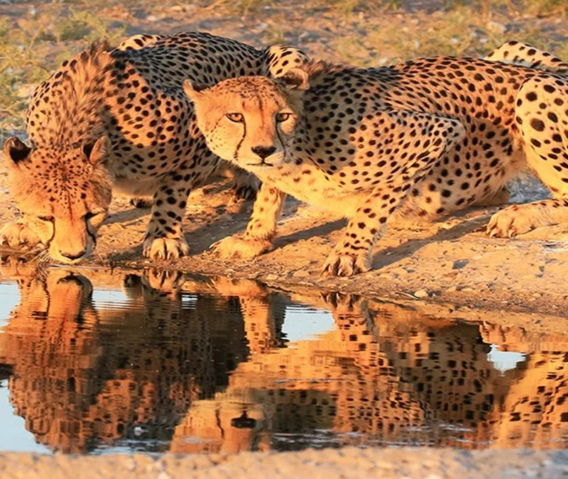Central Kalahari Game Reserve