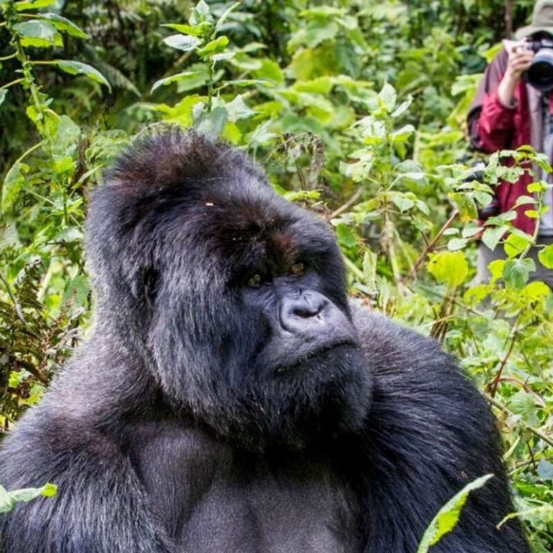 Gorilla Trekking