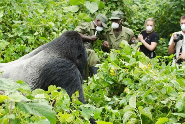 Gorilla Trekking Tours