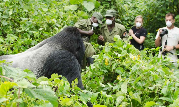 Gorilla Trekking Tours