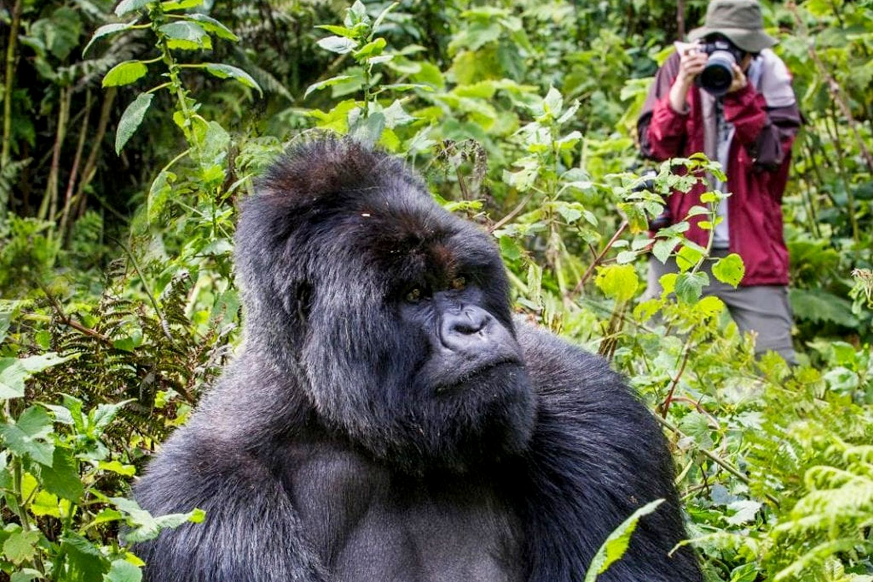 Gorilla Trekking