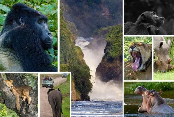 Gorilla and wildlife safaris