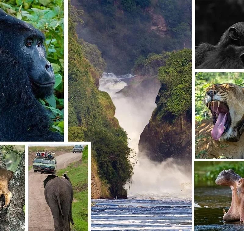 Gorilla and wildlife safaris