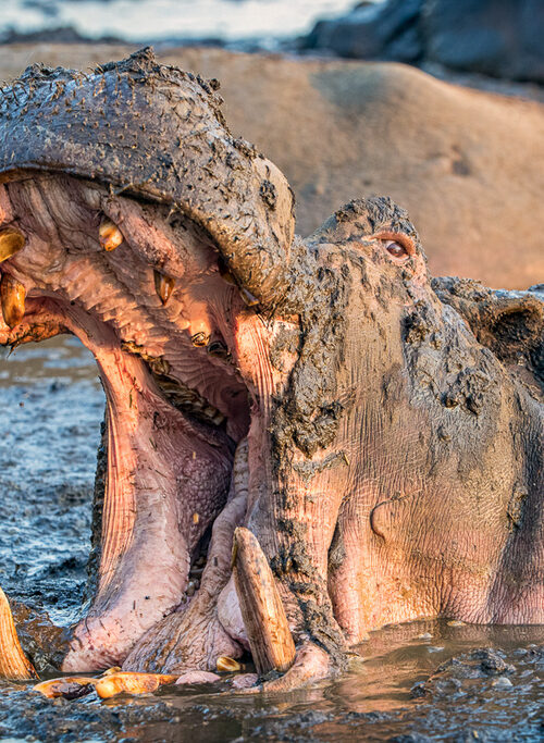 Hippos in Katavi National Park