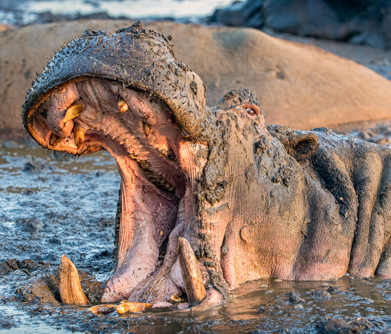 Hippos in Katavi National Park