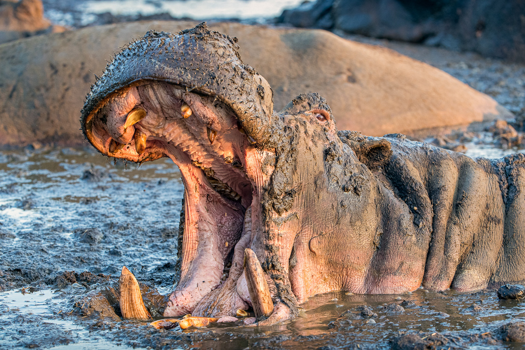 Hippos in Katavi National Park