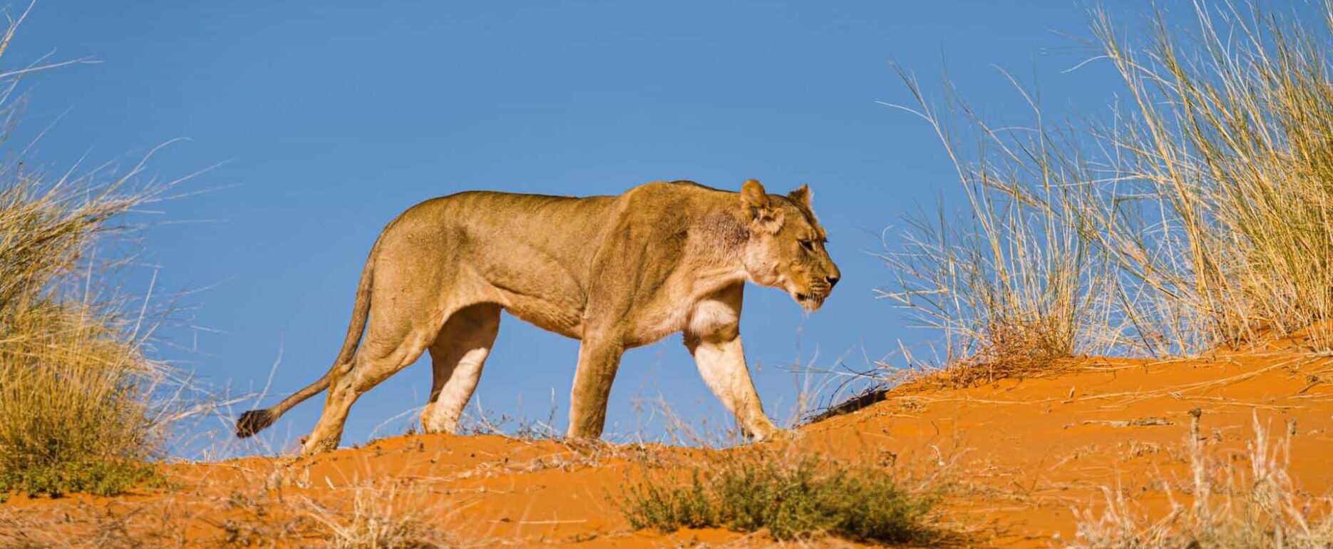 Kgalagadi Transfrontier Park