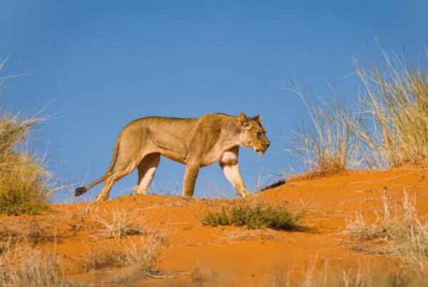 Kgalagadi Transfrontier Park