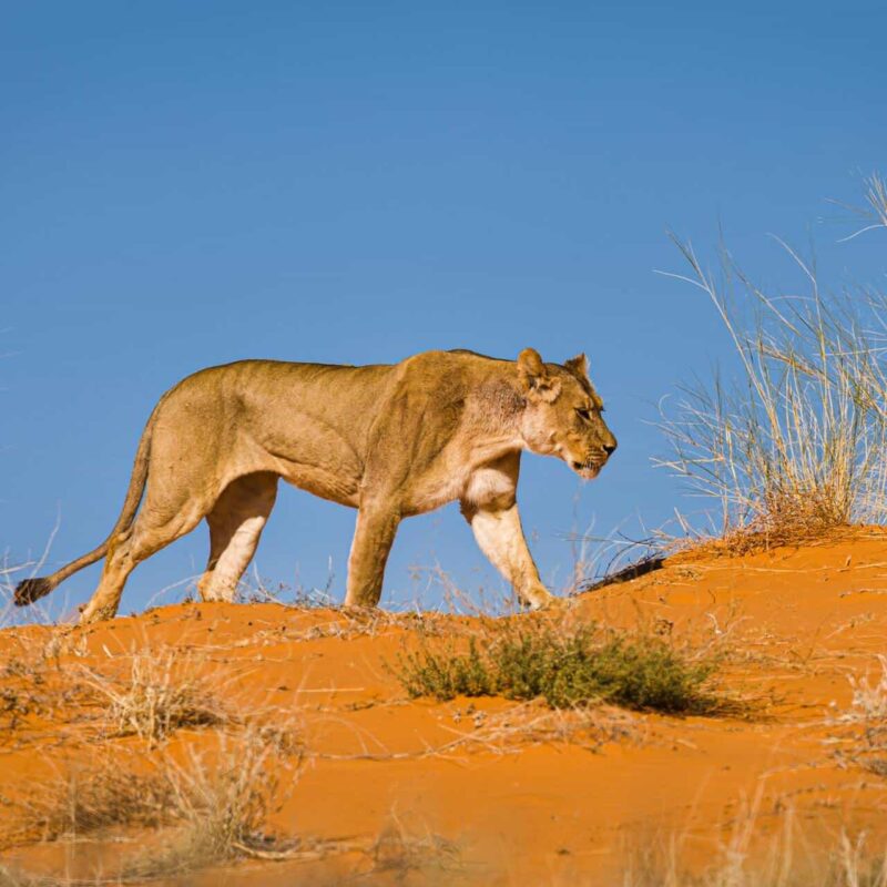Kgalagadi Transfrontier Park