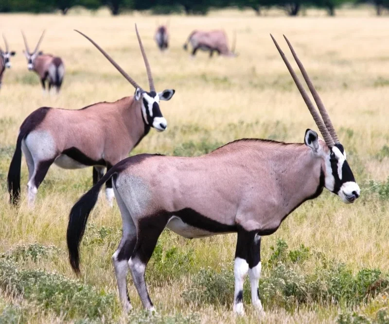 Khutse Game Reserve