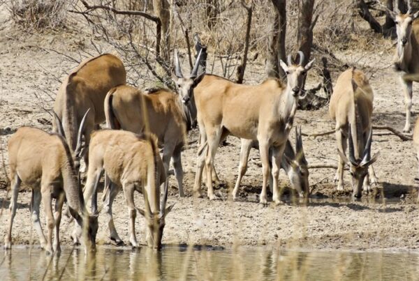 Mangetti National Park