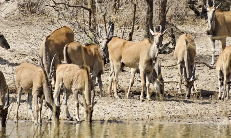 Mangetti National Park