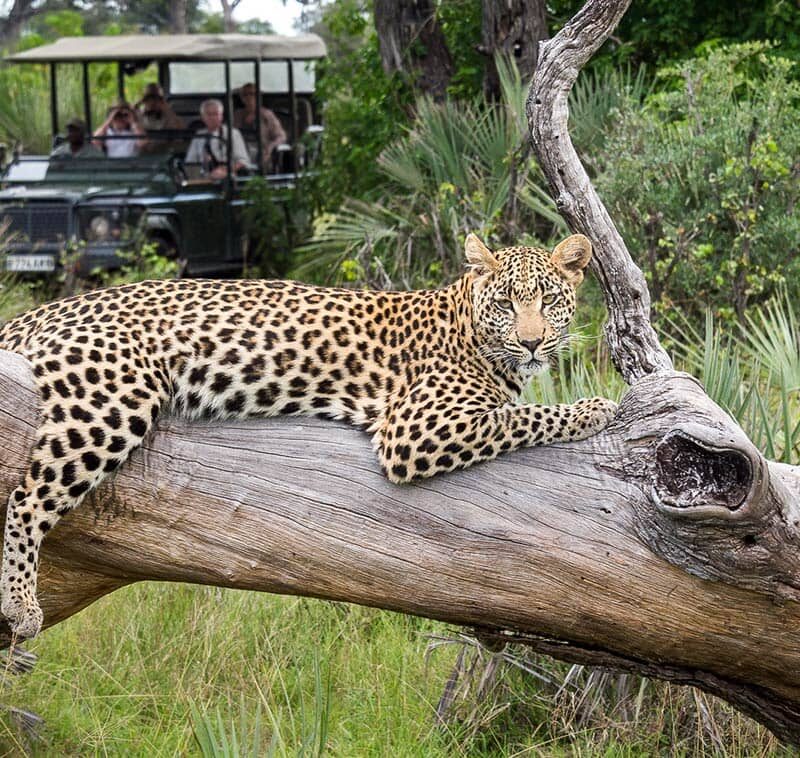 Moremi Game Reserve