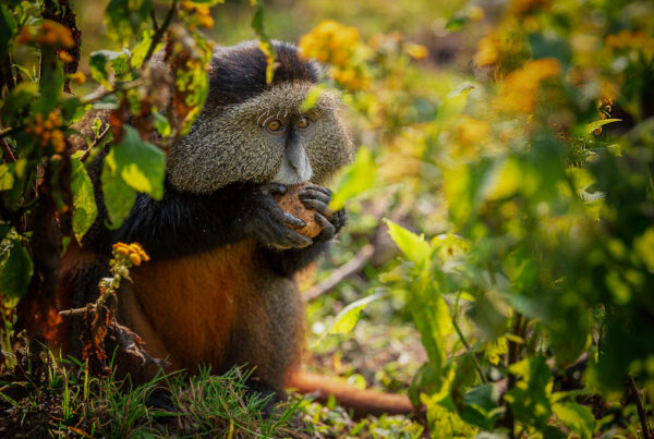 Primate tracking tours