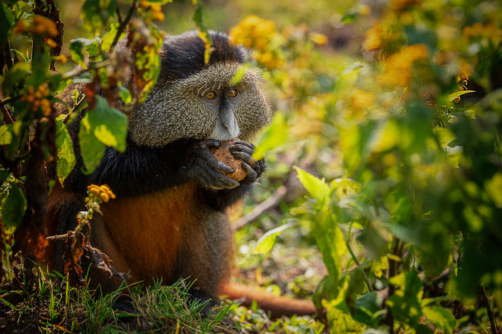 Primate tracking tours