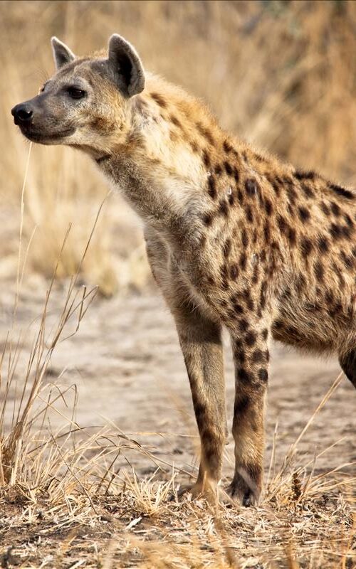 5 Fascinating Facts About the Spotted Hyena