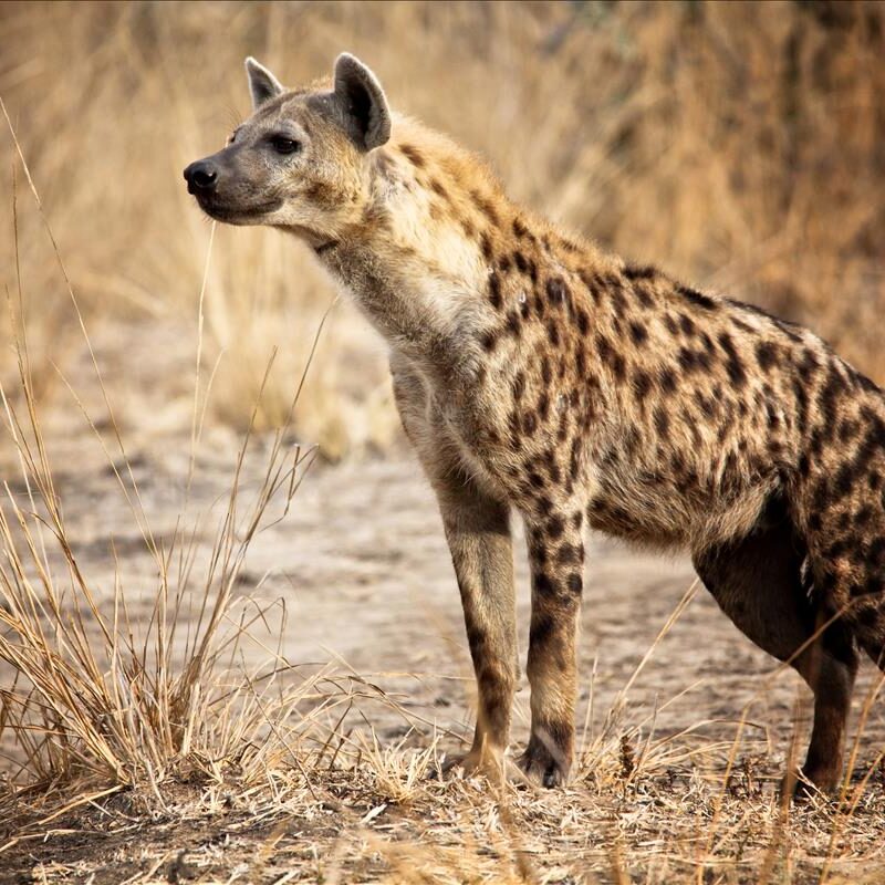 5 Fascinating Facts About the Spotted Hyena