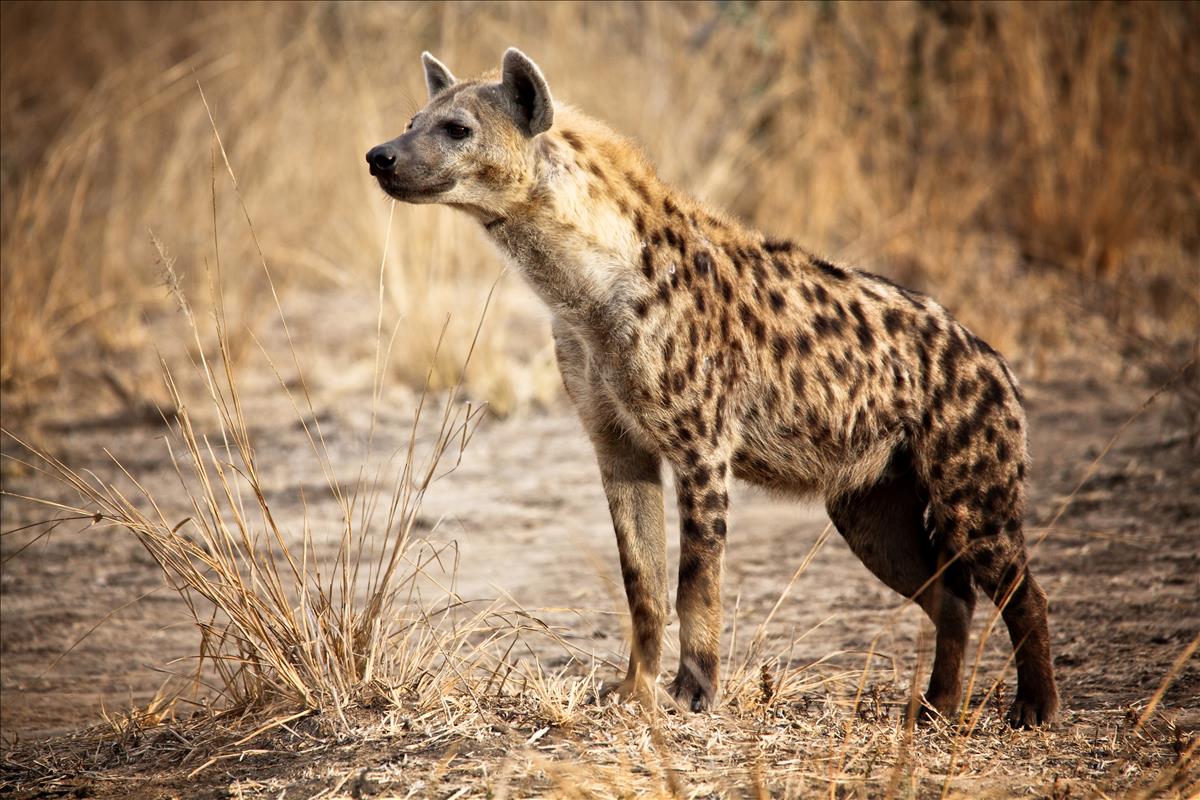 5 Fascinating Facts About the Spotted Hyena
