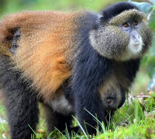 The Best Places To Track Golden Monkeys in East Africa