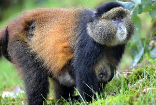 The Best Places To Track Golden Monkeys in East Africa