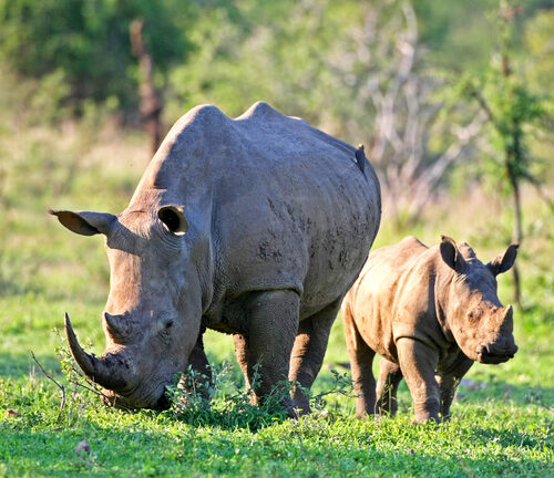 The Difference Between a Black and a White Rhino