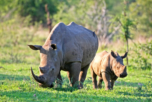 The Difference Between a Black and a White Rhino