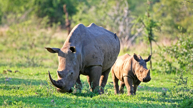 The Difference Between a Black and a White Rhino